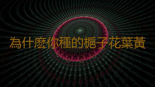 為什麽你種的梔子花葉黃還不開花？