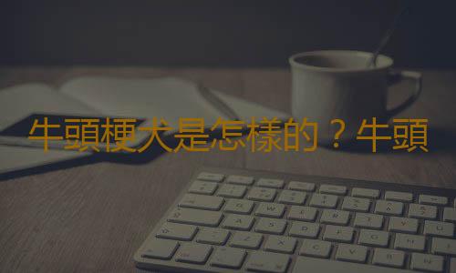 牛頭梗犬是怎樣的？牛頭梗犬怎麽訓練？