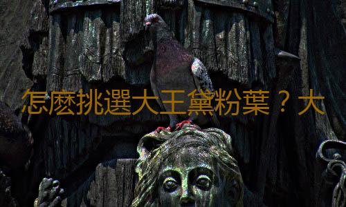 怎麽挑選大王黛粉葉？大王黛粉葉如何養護？