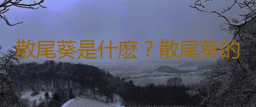 散尾葵是什麽？散尾葵的養護技巧