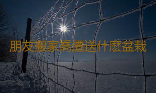 朋友搬家喬遷送什麽盆栽植物？