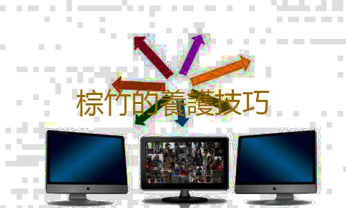 棕竹的養護技巧