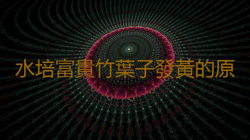 水培富貴竹葉子發黃的原因