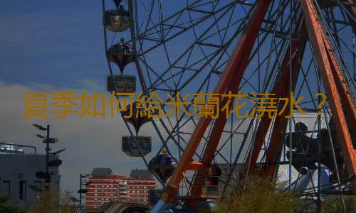 夏季如何給米蘭花澆水？