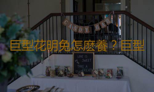巨型花明兔怎麽養？巨型花明兔養殖方法