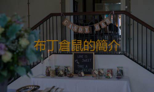 布丁倉鼠的簡介