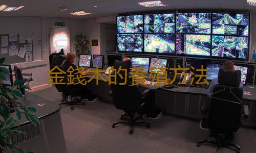 金錢木的養殖方法
