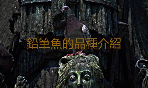 鉛筆魚的品種介紹
