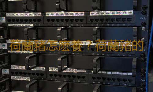 荷蘭豬怎麽養？荷蘭豬的養殖方法