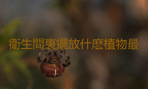 衛生間裏擺放什麽植物最合適？
