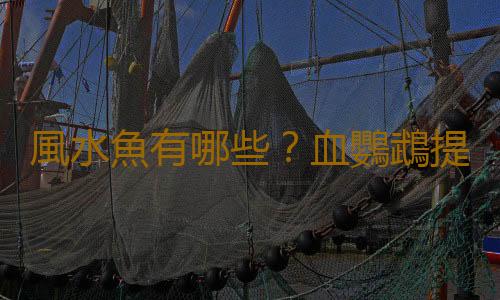 風水魚有哪些？血鸚鵡提升風水運